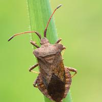 Squash Bug 2 OLYMPUS DIGITAL CAMERA